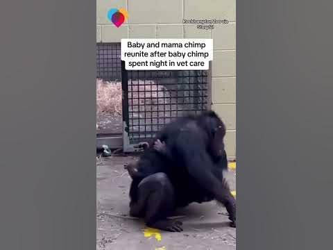Baby and mama chimp reunited after night in vet care #shorts - YouTube