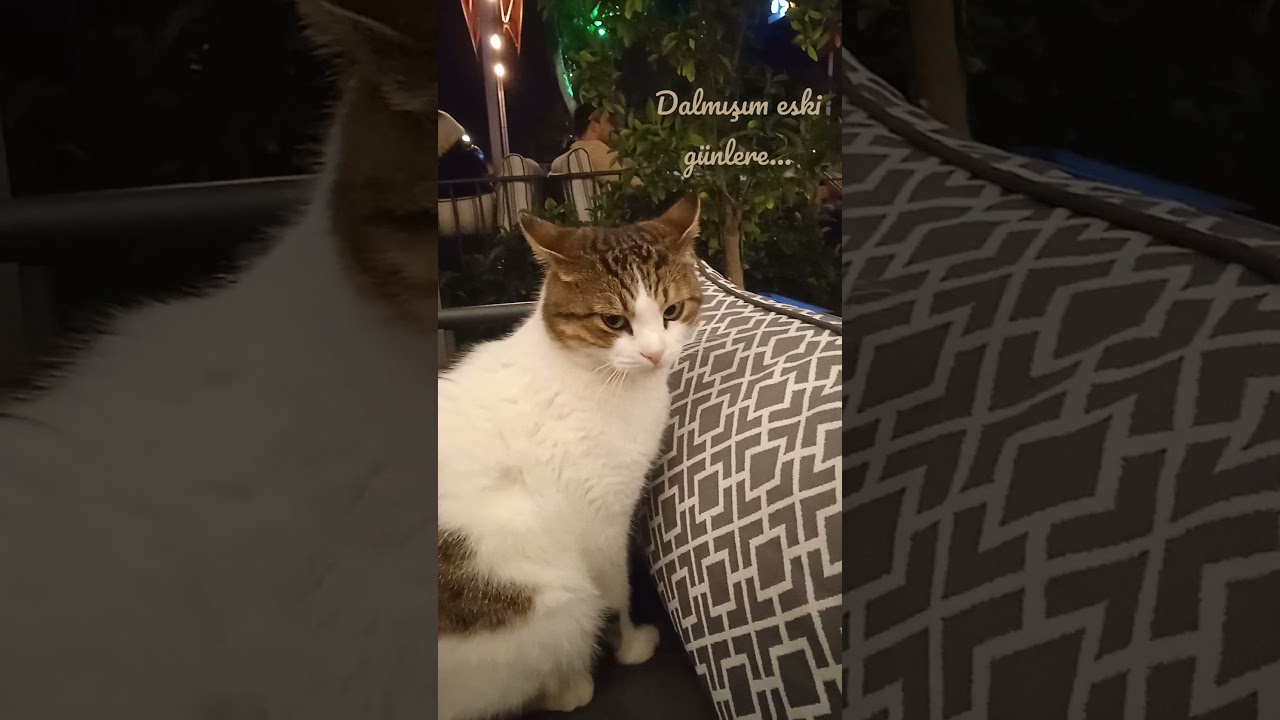 Dalm m O Eski G nlere Gelme Sak n tiktok shorts funnycats 