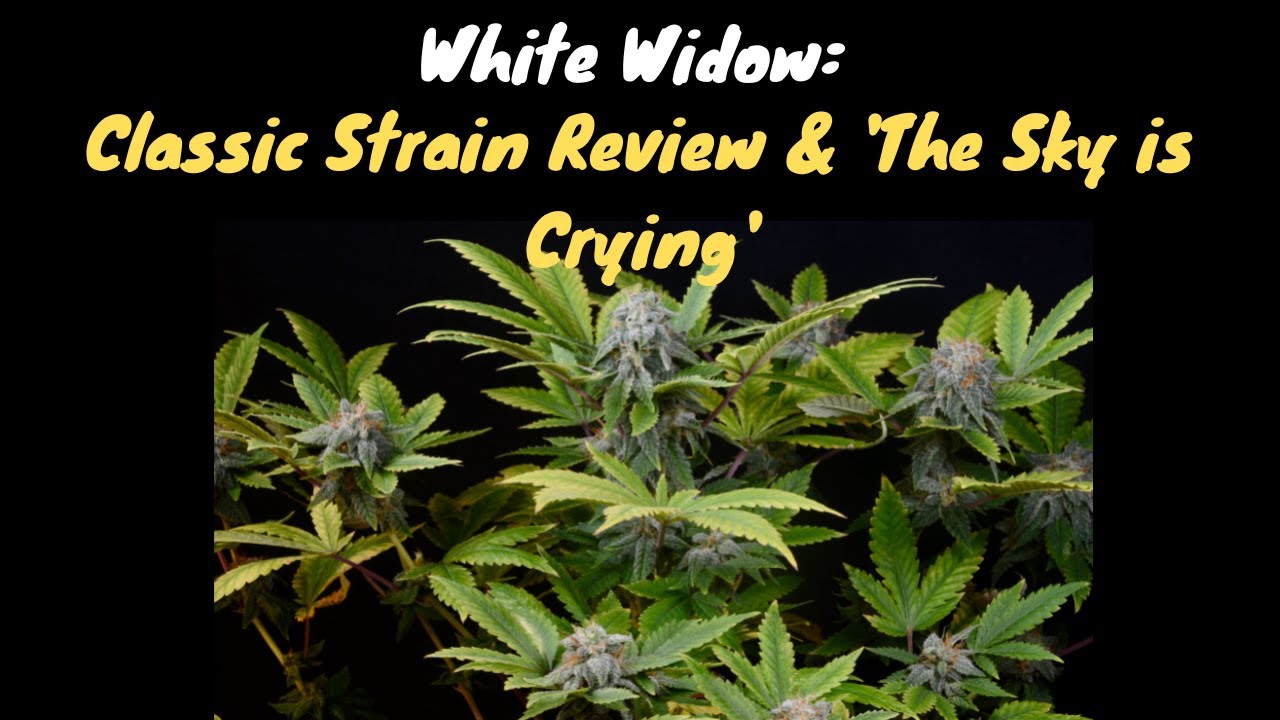 White Widow Classic Strain Review & 'The Sky is Crying'