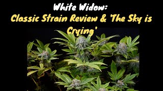 White Widow Classic Strain Review & 'The Sky is Crying'