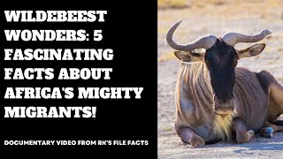Wildebeest Wonders: 5 Fascinating Facts About Africa's Mighty Migrants!