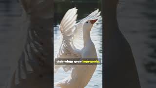 Why Bread is Bad for Ducks! π¦ Why Bread is Bad for Ducks! π¦