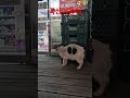 #말레이시아 #automobile #쿠타발리 #코타키나발루 #고양이 #cat #길고양이 #길냥이 #고양이일상 #여행