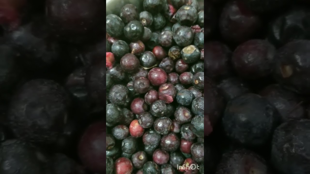 Falsa berry / فالسا 