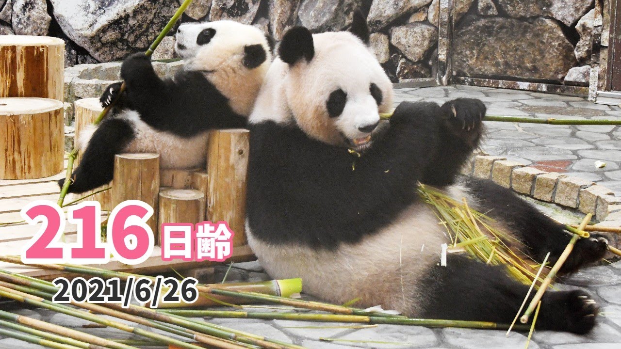 パンダ！ありがとう！パンダガチャ　総選挙楓浜スペシャル8点セット アドベンチャーワールド ありがとう！パンダガチャ 総選挙楓浜