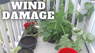 Wind Damage Caravan Container Garden by  Ivans Gardening Allotment UK  1,063 views 4 hours ago 5 minutes, 20 seconds