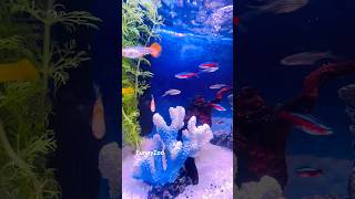 #aquarium #ocean #funny #animals #fish #fishing #nature #cat #petsrule #pets #cute