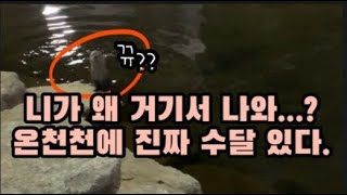 부산 온천천에 수달이 진짜 있네요..실시간수달영상! screenshot 5