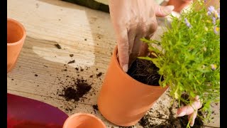 Cultivo De Plantas Aromáticas I - Bricomania