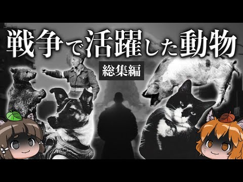 【総集編】人類の闇歴史…戦争で活躍した生き物たち5選