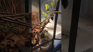 Jungle Carpet Python Feeding Goes Wrong