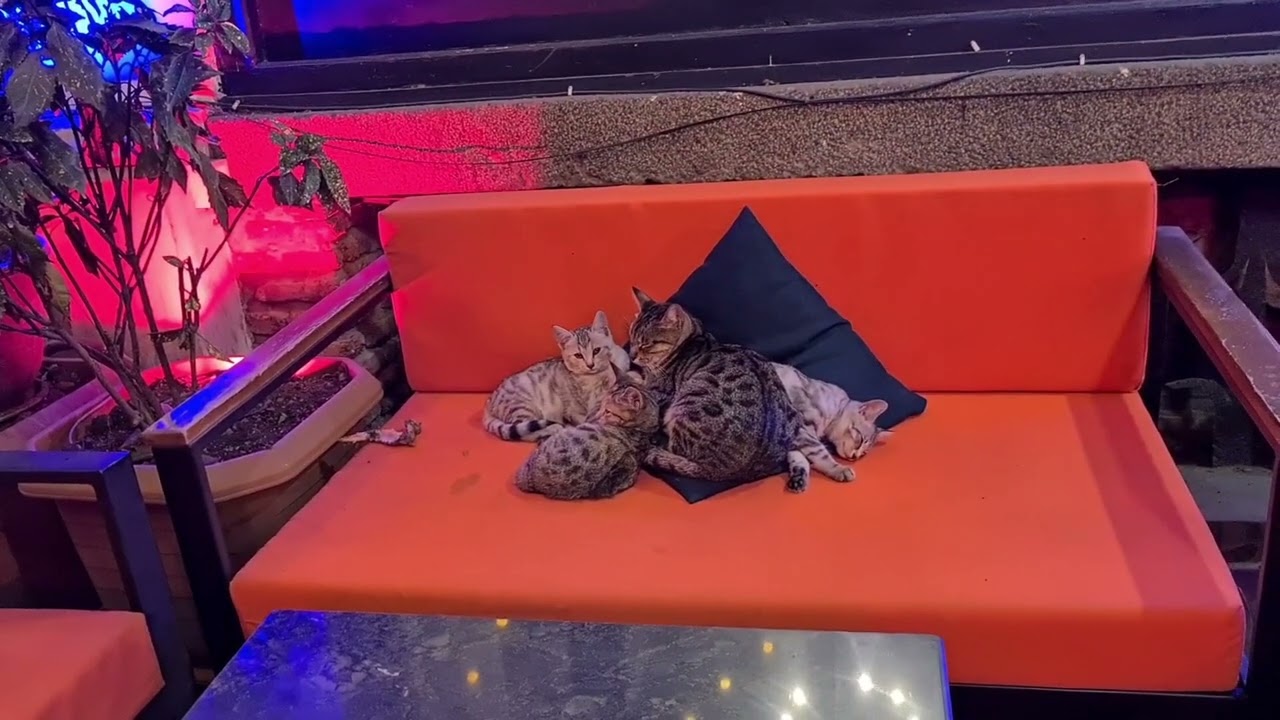 MEIDAN BAZAR TBILISI / GEORGIA 