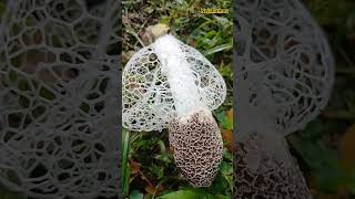 #shortsviral#cogumelo#cogumelos#mushroo#natureza#nature