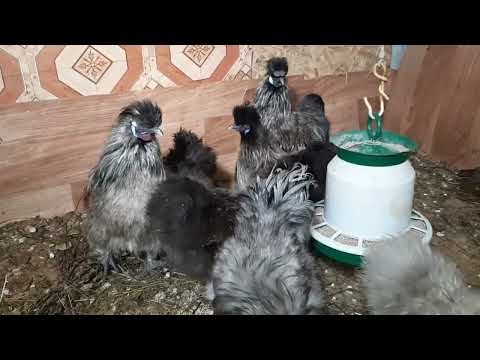 🥳🥳🥳Китайские шелковые куры🐓🐥🐤несутся🥚🥚🥚  при минус 20 в холодном сарае.