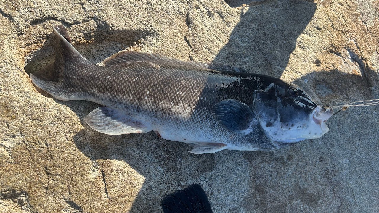 Fishing Tautog from shore in Cape Cod Canal Massachusetts 2024.