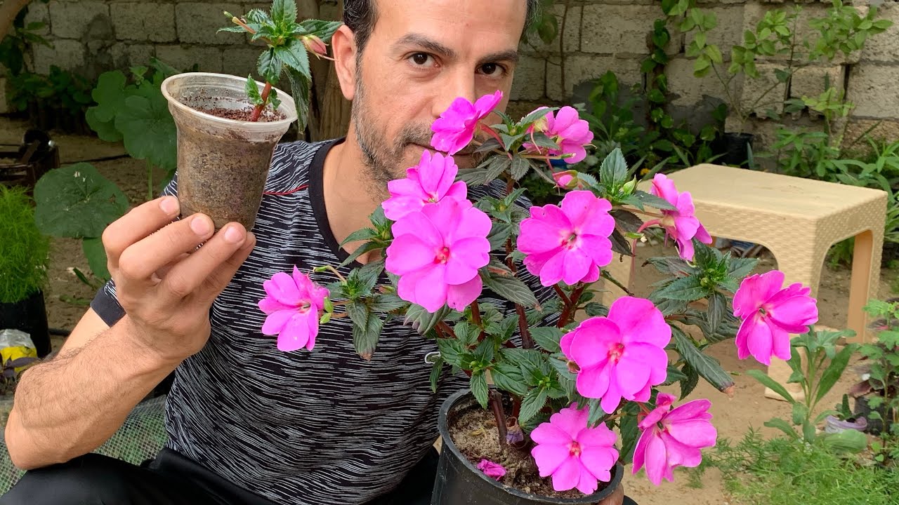 نبات مزهر معمر دائم الخضرة سهل العناية يتكاثر ذاتيًا ازهاره روعة متعددة الألوان ( زهرة البلسم )