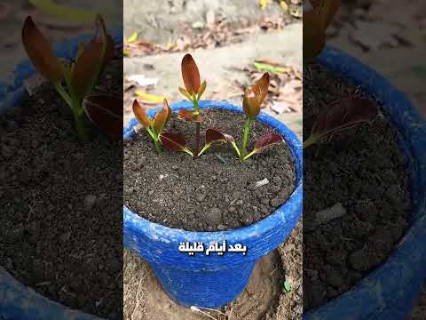 السر وراء زراعة القرنفل
