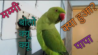 बोलने वाला तोता ll Parrot Talking ll #parrot #mitthu #bolnewalatota