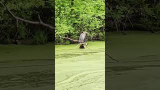 Great Blue Heron does not like mosquitoes