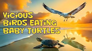 Seagulls attacking baby turtles
Chapters:
00:00 Dangers of Life
00:43 Finding a mate
00:58 Alone again
01:21 Making way for land
01:46 A favourite food
02:07 Laying her eggs
02:22 Dangers baby turtles face
02:44 Fate of stragglers
The life of a sea turtle is not an easy one. They have to avoid being eaten by sharks, eels and other predatorial fish and birds from the time they hatch on land until they are fully grown. Once they are fully grown they still have to avoid being killed by man. Many people hunt see turrtles as a source of food.
Most all species of turtles are endangered. They are illegally hunted for human consumption and the trade of their body parts. Turtle meat and eggs are also a source of food and income for many people around the world. They are also killed for medicine and religious ceremonies.
Tens of thousands of sea turtles are lost this way every year, devastating populations of already endangered greens and hawksbills according to WWF.
https://www.worldwildlife.org/species/sea-turtle
Their habitats both marine and the coastal areas where they breed have been adversely affected due to poor management of these areas.
Temperature affects the life of turtles including the sex of their offspring. Warmer temperatures result in less hatchlings and storms destroy nesting grounds decreasing numbers even further.
Climate change and mans mismanagement and pollution of the Earths natural resources is a significant factor.
Credits and attributions:
Η Χελώνα Καρέτα - The Loggerhead Sea Turtle by ΕΕΠΦ Προστασία της Φύσης.
Licence: Creative Commons Attribution licence (reuse allowed).
https://youtu.be/6nyD2rMmk3w
Loggerhead sea turtle (Caretta caretta) by Robert Davenport.
License: Creative Commons Attribution 3.0 Unported license.
https://creativecommons.org/licenses/by/3.0/deed.en
https://commons.wikimedia.org/wiki/File:Loggerhead_sea_turtle_(Caretta_caretta).webm
Green sea turtles (Chelonia mydas) mating by EMMA TOLMIE.
License: Creative Commons Attribution 3.0 Unported license.
https://creativecommons.org/licenses/by/3.0/deed.en
https://commons.wikimedia.org
https://commons.wikimedia.org/wiki/File:Green_sea_turtles_(Chelonia_mydas)_mating.webm Seagulls attacking baby turtles