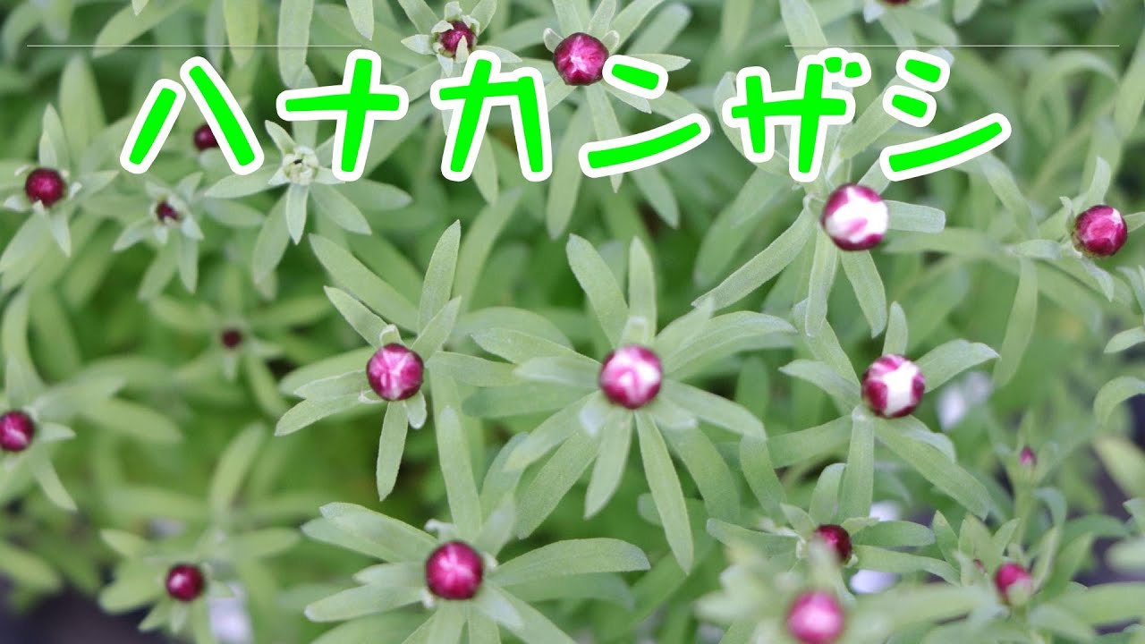 ハナカンザシ  紹介と管理方法（育て方）