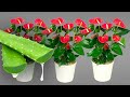 Just one slice of aloe vera will make anthurium bloom nonstopwonder garden