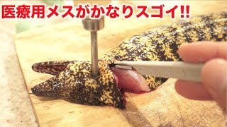 ウツボを医療用メスでさばくとプロ並みのさばきが出来るゾ！！