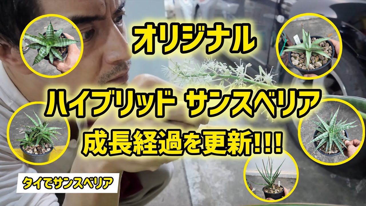 Growing Sansevieria in Thailand] Updating the Growth Progress of