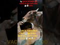 #VACA 🐄LOKA COM CAFÉ ☕🤯😱🤣