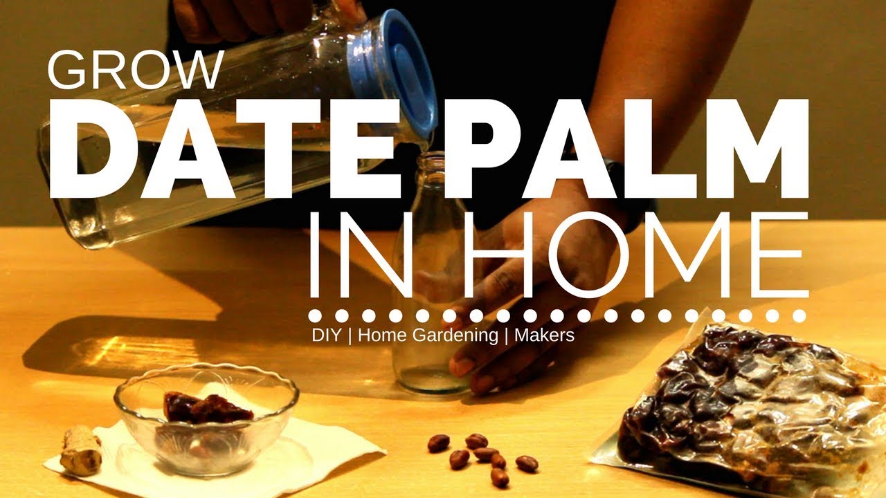 How To Grow Date Palm From Seed In Home Gardening Sttuff YouTube how-to-grow-date-palm-from-seed-in-home-gardening-sttuff-youtube