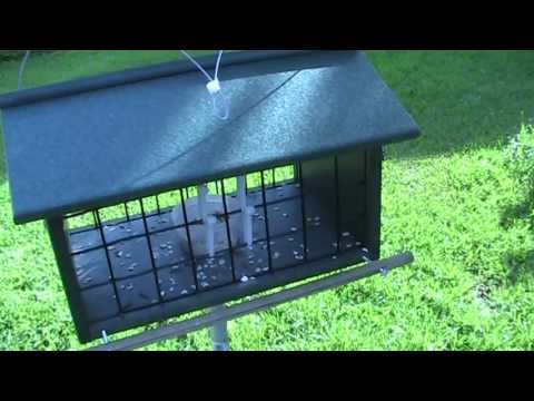 How to train bluebirds to use a mealworm feeder 2 - update agile1111