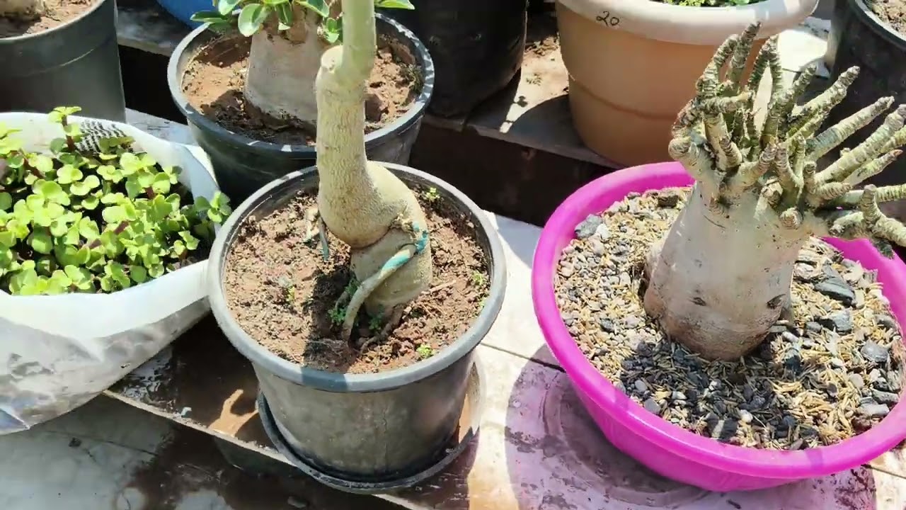 New plants in the #garden 