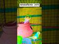 👹আজরাইলের খেলা🌹#shorts #banglacomady #funny #comedy #budgiegar #birdslover