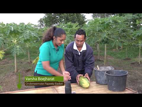Video: Pawpaw-plukseizoen - tips voor het oogsten van papajafruit