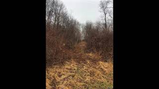 181 Bowen Road video tour