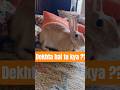 Friday fun #youtubeshorts #bunny #animal #cats #cat #trending #pet #friday #weekend #newyoutuber