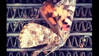 Video thumbnail of "Goodbye Butterfly (demo) - brian jonestown massacre"