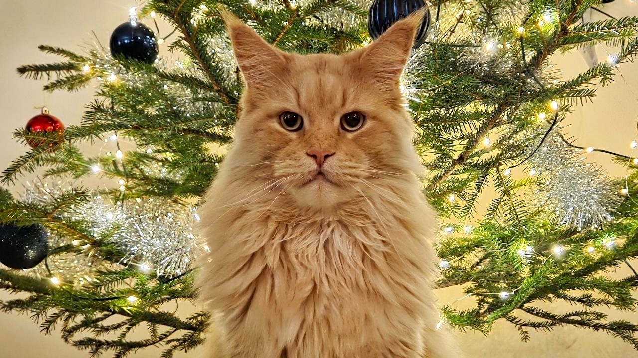 Поиск рождественской елки с Бастером!