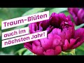 Pfingstrosen-Prachtblüte durch den richtigen Schnitt