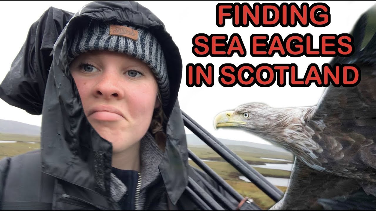 facts management Sea eagles of Scotland (ft Amy Hall)