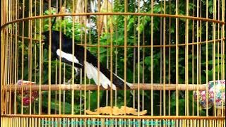 Choè than Mồi || HUÝT - CHẸP || Kích chim bánh tẻ đấu || tTiếng choè than GỌI BẦY