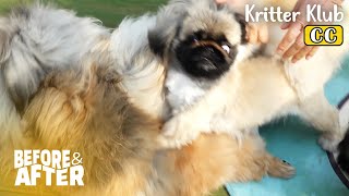 The Glory Pekingese Version (Bullying Is My Vengeance) | Before & After Makeover Ep 74