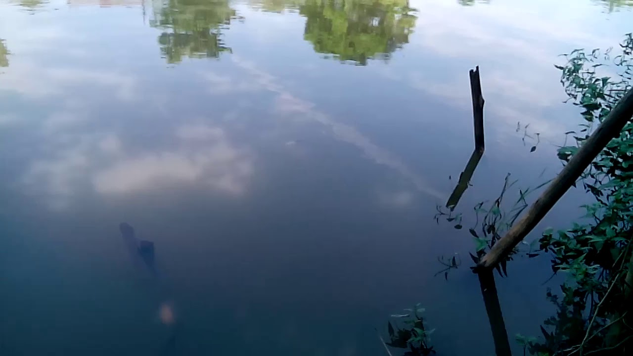 7800 Foto Penampakan Ikan Misterius HD Terbaru