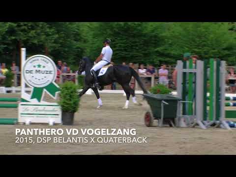 Panthero vd Vogelzang (dressage stallion 2015, Belantis x Quaterback)