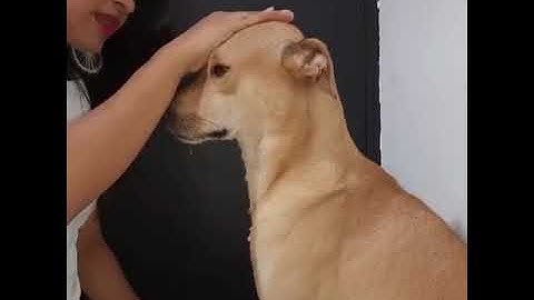 Love is the Universal language, no words needed ❤🐾 |  Petsegy