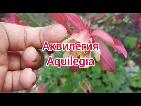 Video: Typer Og Varianter Av Aquilegia (48 Bilder): Mørk Aquilegia, Gyllenblomstret Dreneringsbasseng, Alpint Og Skinner, Kanadisk Og Gyllen