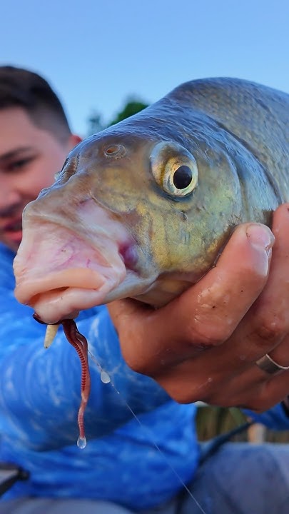 Підпишись - тут про рибалку‼️ #ribalka #fishinglife#fishingukraine # ...