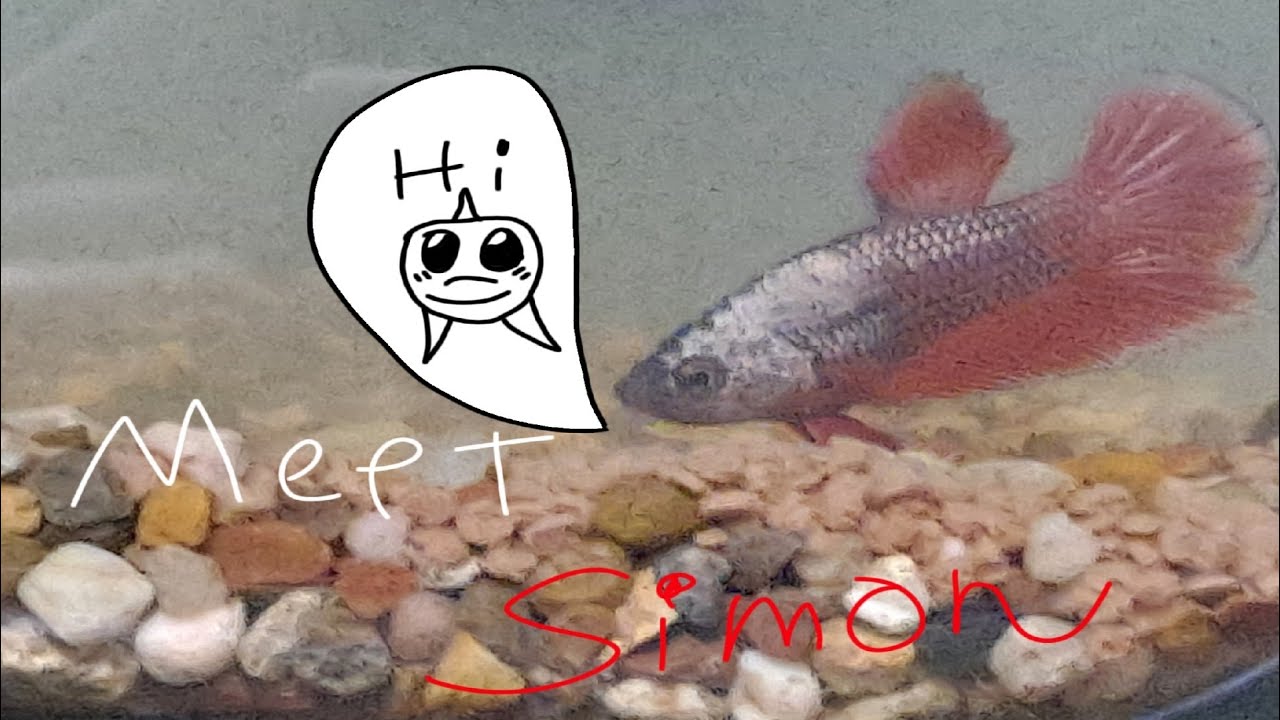 Meet Simon! + Fish Care - YouTube