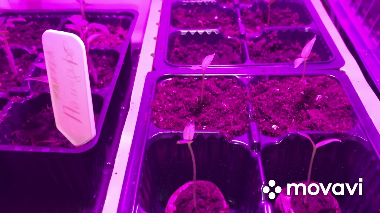 ВЫТЯНУЛАСЬ РАССАДА ?? СПАСАЕМ ВСХОДЫ БАКЛАЖАН ??!!!! (Эксперимент) 4.03. ...