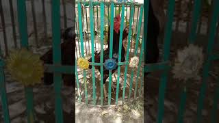 Red Mushka Aseel Murgarata Mushka Murgaaseel Family